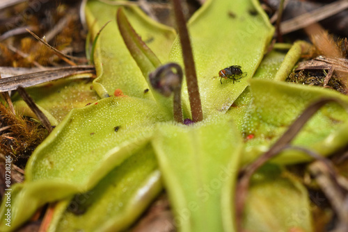 Closeup picture of the green, sticky leaves of the common butterwort, Pinguicula vulgaris, a carnivorous plant in the bladderwort family, photographed in its natural biotope and with a trapped fly.
