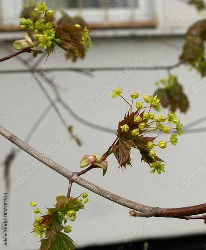 Branch blooming holly maple spring nature