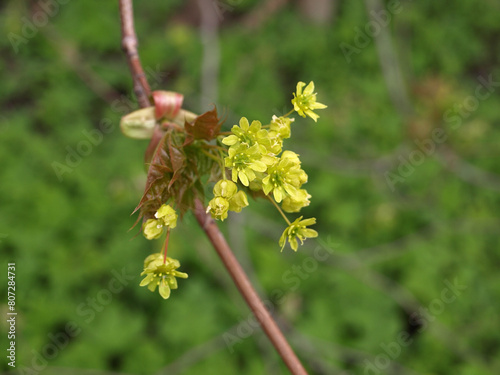 Branch blooming holly maple spring nature