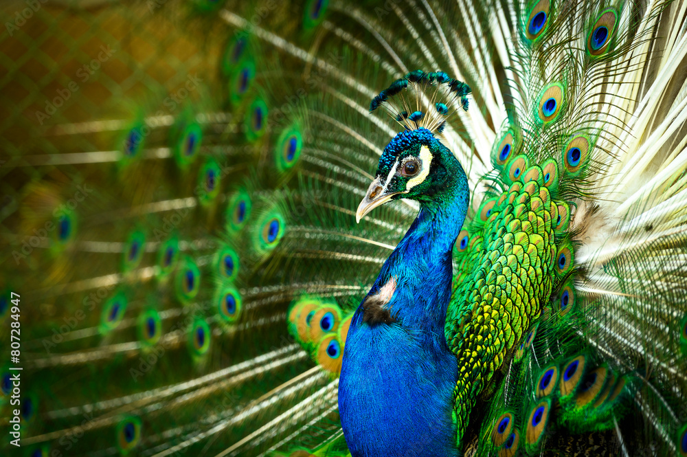 Obraz premium peacock with feathers out