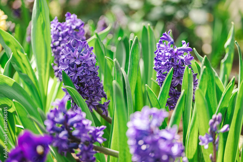 blue and purple flowers