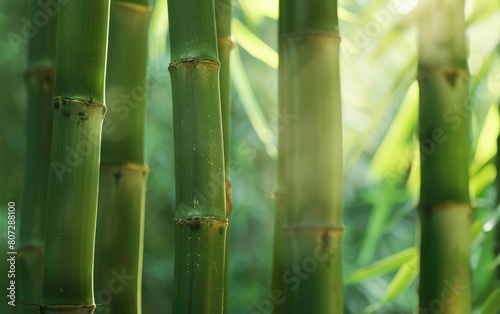 Close-up of vibrant green bamboo stalks in soft light.