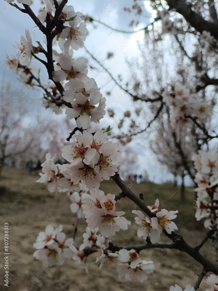 Obraz premium tree blossom