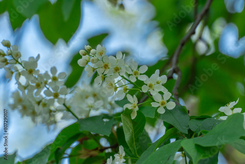 White flowers of bird cherry tree blooming in springtime. Drooping racemes with strong scent flowering prunus padus of rosaceae family. Used anti inflammatory and phytoncidal agent. Common bird cherry