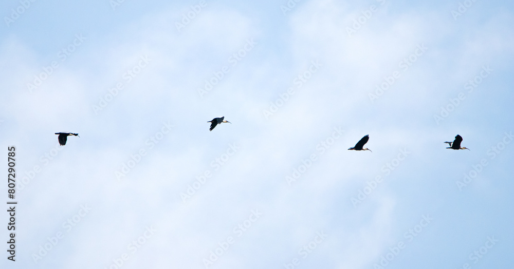 birds in the sky birds in the sky
