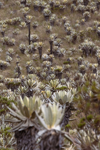 Closeup frailejones