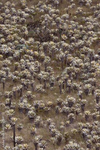 Frailejones in Colombia