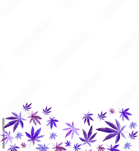 Purple, violet cannabis heart on white background, purple leaves Hand drawn watercolor illustration, medicine herb plant