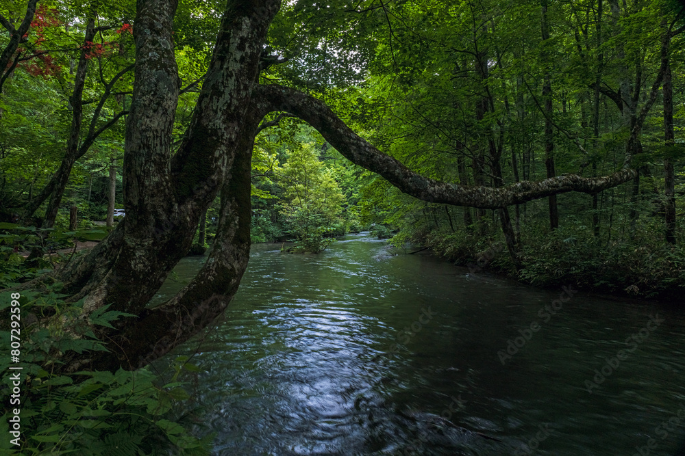 Obraz premium 青森 奥入瀬渓流の風景