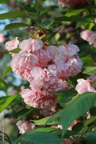 pink blossom