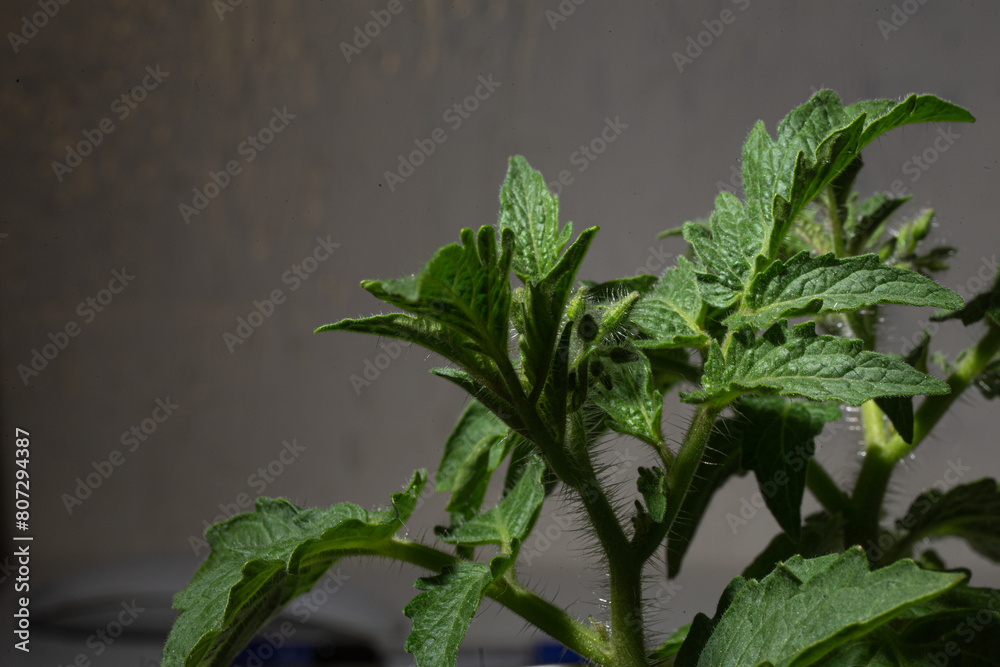 Close-up of young tomato plant with green leaves and buds on gray background Close-up of young tomato plant with green leaves and buds on gray background