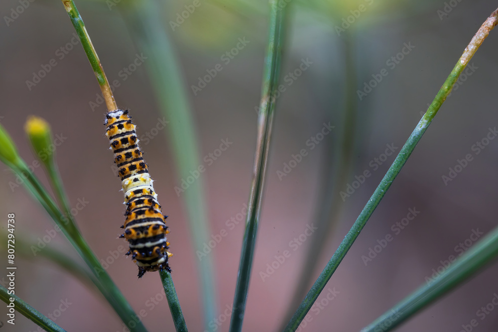 Second instar of black swallowtail caterpillar
