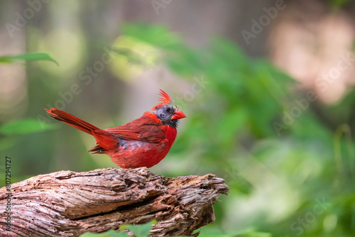 Fényképezés Molting northern cardinal
