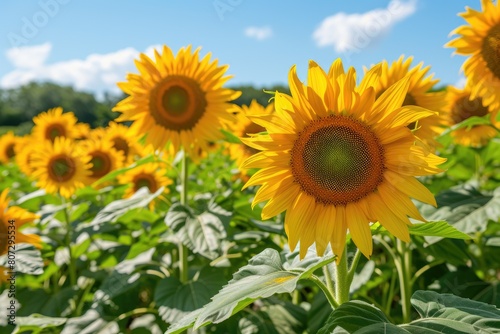 Golden Symphony  Sunflowers in Full Bloom