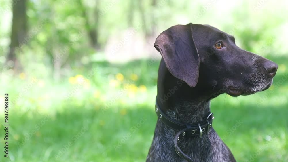 hunting dog close-up portrait - looking around hunting dog close-up portrait - looking around