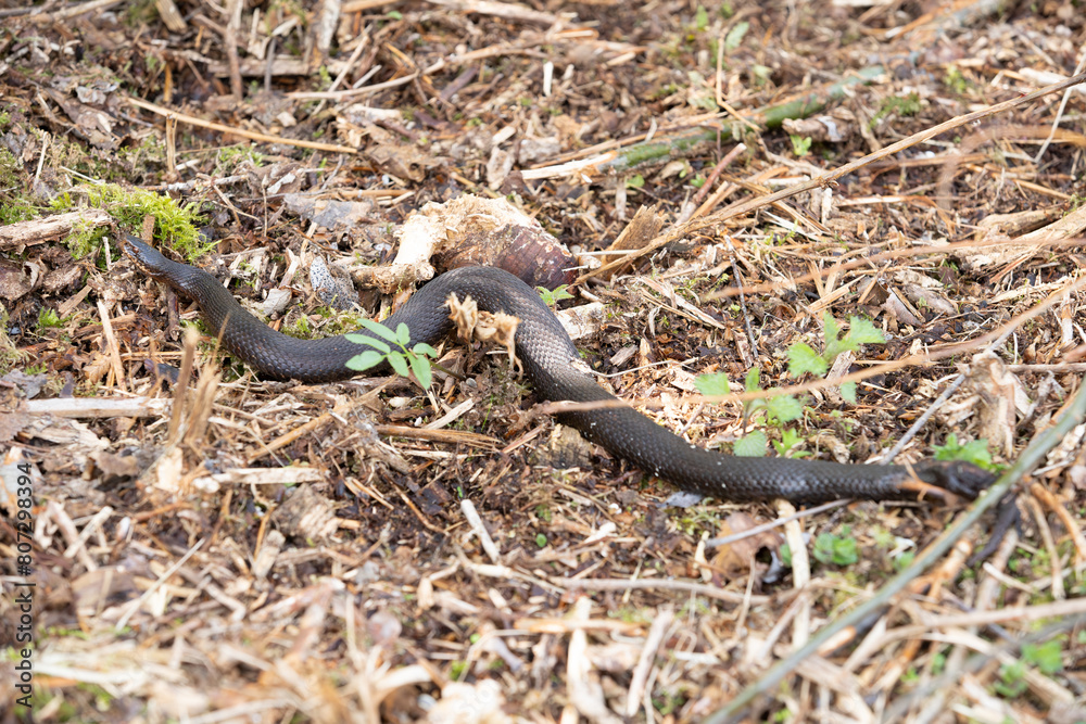 Obraz premium Kreuzotter