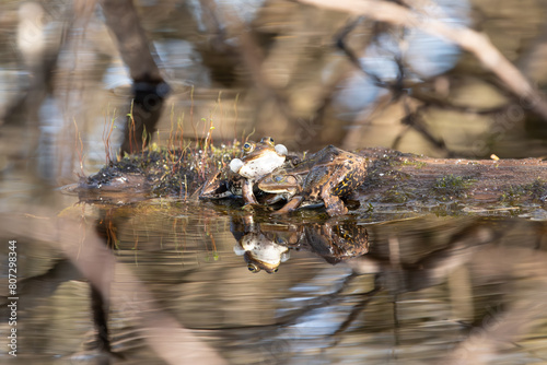 Wasserfrosch