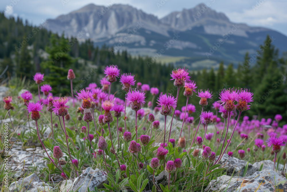 Fototapeta premium A field of vibrant purple flowers in bloom with towering mountains in the background under a clear sky