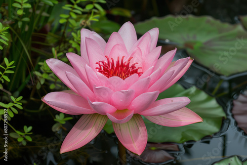 A pink water lily blooming in a pond surrounded by vibrant green lily pads