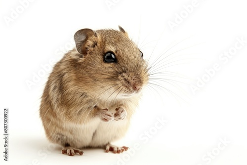 White Degu. Small and Funny Rodent Pet Isolated on White Background