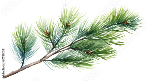PNG pine tree branch winter.