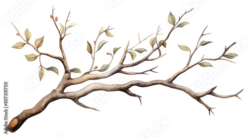 PNG Sketch plant tree illustrated.
