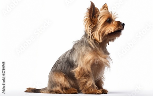 Yorkshire Terrier on the Transparent Background photo