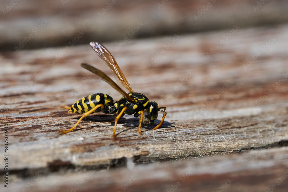 Wasp collecting wood Wasp collecting wood