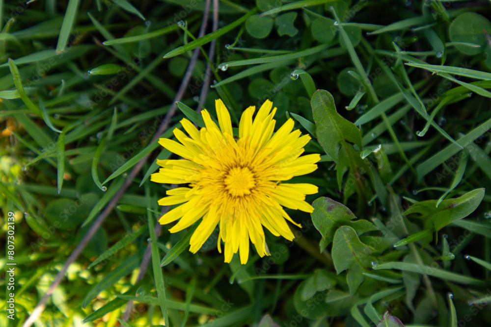 Sunflowers blossoming in the spring time season in Canada Toronto North America yellow bright flowers plants Sunflowers blossoming in the spring time season in Canada Toronto North America yellow bright flowers plants