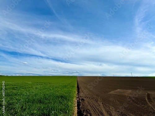 field of wheat