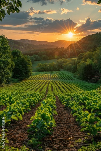 Agricultural landscape