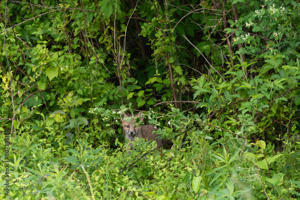 Cute gray fox kit / Grey fox kit (Urocyon cinereoargenteus) peeking out of leafy brush in the wild in Delaware in late spring / early summer
