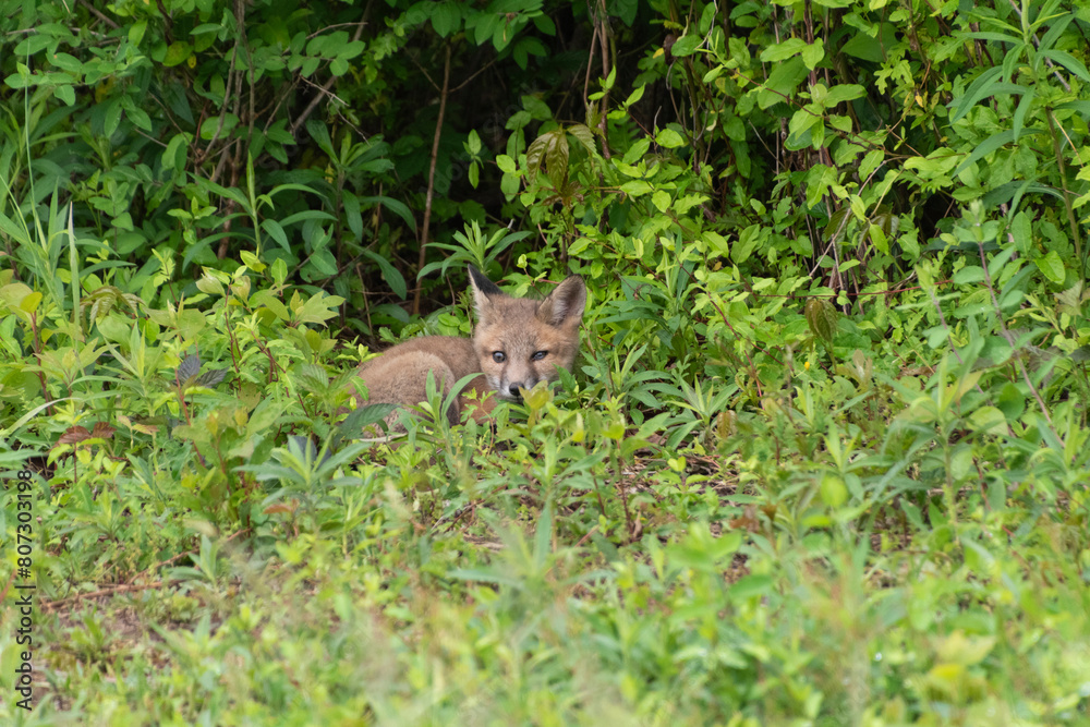 Cute gray fox kit / Grey fox kit (Urocyon cinereoargenteus) laying down in leafy brush in the wild in Delaware in late spring / early summer Cute gray fox kit / Grey fox kit (Urocyon cinereoargenteus) laying down in leafy brush in the wild in Delaware in late spring / early summer