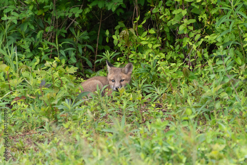 Cute gray fox kit / Grey fox kit (Urocyon cinereoargenteus)  laying down in leafy brush in the wild in Delaware in late spring / early summer photo