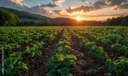 Agricultural landscape
