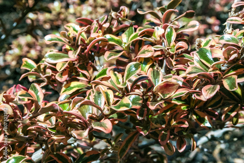 Coprosma repens - herbaceous ornamental plant in a flowerbed in Avalon on Catalina Island in the Pacific Ocean, California photo