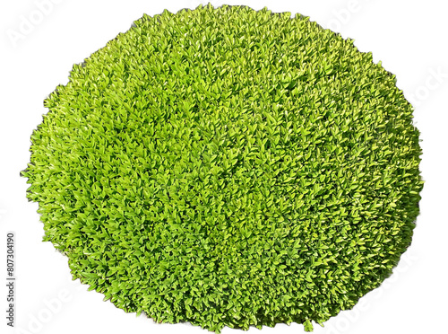 Green Buxus sempervirens plant isolated on white photo