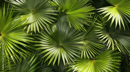Robust Washingtonia Filifera Palm Leaf on Bright Background. Botanical Concept of Palm Tree Branch