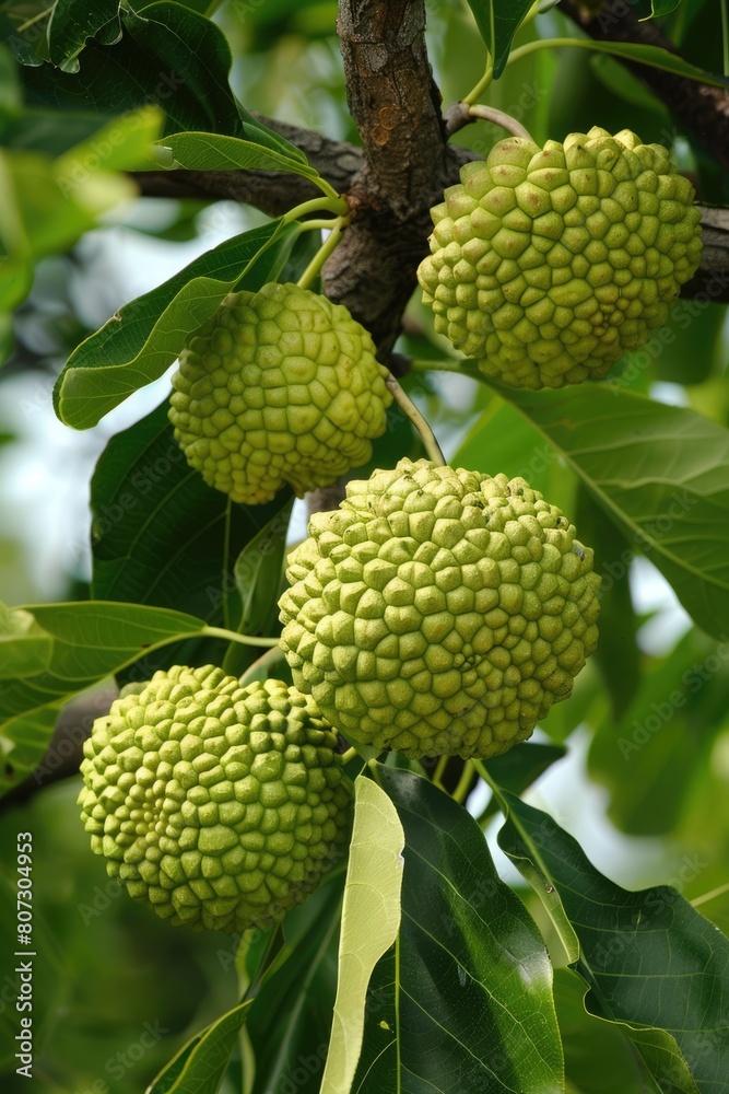 Osage Orange Tree with Hedgeapples. A Close-Up Shot of Inedible Fruit Hanging from the Tree Osage Orange Tree with Hedgeapples. A Close-Up Shot of Inedible Fruit Hanging from the Tree