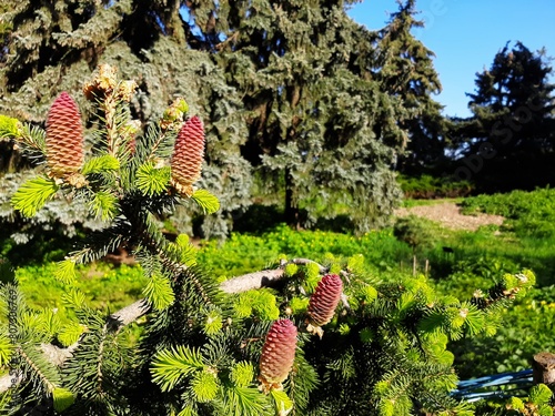 bright cones