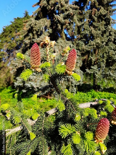 bright cones