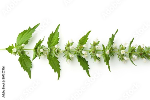 Isolated Blooming Motherwort on White Background with Nature's Green Leaf and Ear Shape: Medicinal
