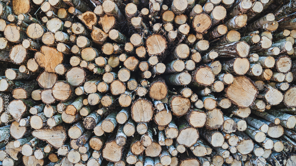 cut wood logs piled in a forrest cut wood logs piled in a forrest