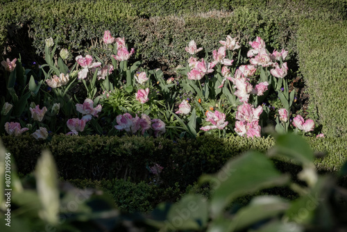 Pink flowers in a parterre garden of Florence, Italy