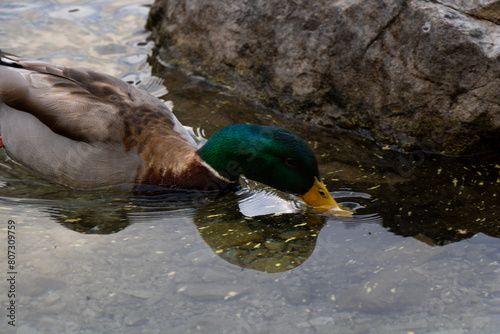 Eibsee die Karibik Bayerns direkt an der Zugspitze photo