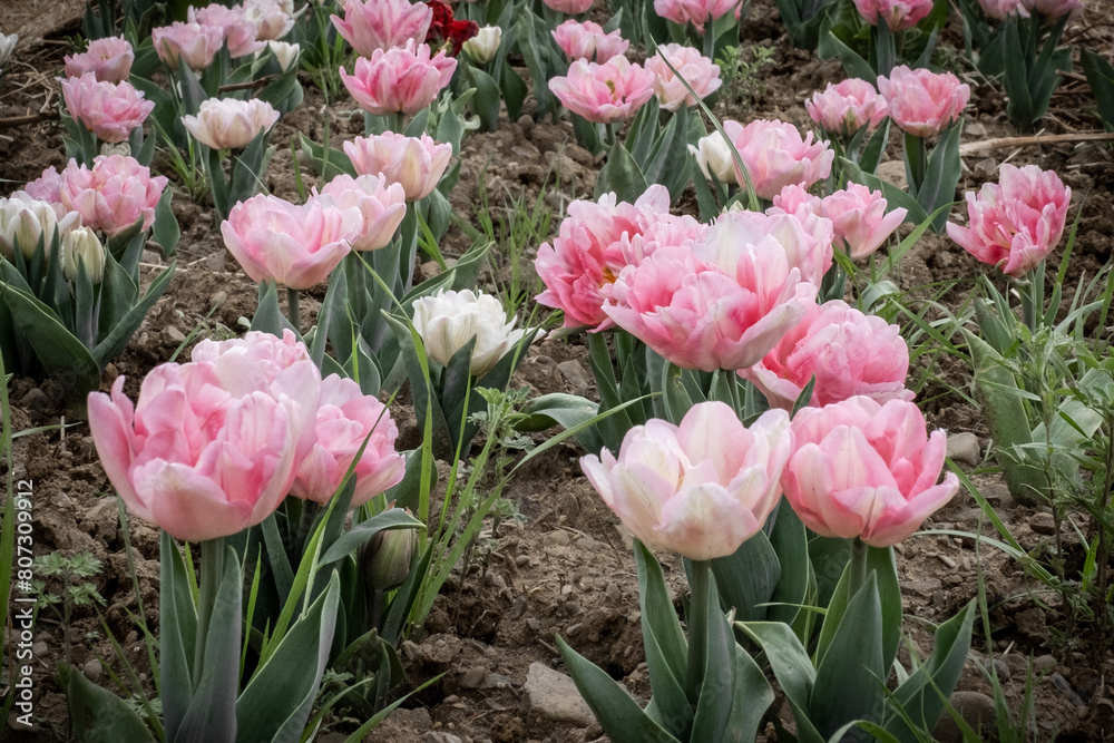 Fototapeta premium Poppy flowers in a row on a farmyard 