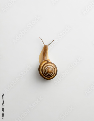snail on a light background