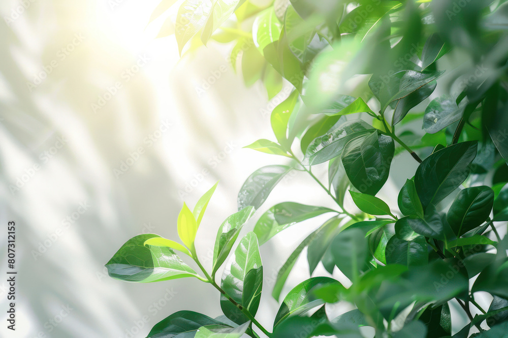A detailed view of a green leafy plant against a white background, illuminated by natural sunlight A detailed view of a green leafy plant against a white background, illuminated by natural sunlight