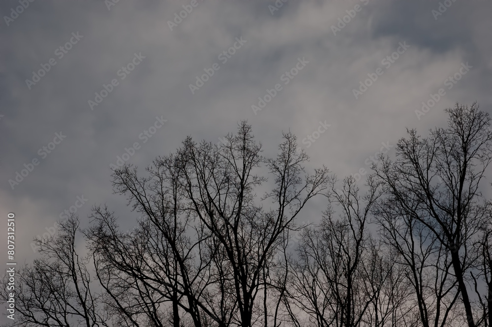 gloomy background: bare tree branches against a cloudy gray sky gloomy background: bare tree branches against a cloudy gray sky