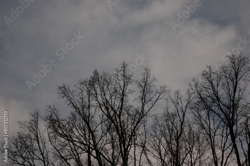 gloomy background: bare tree branches against a cloudy gray sky